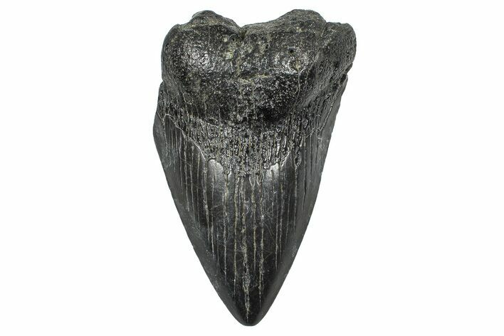 Partial Fossil Megalodon Tooth - South Carolina #376014